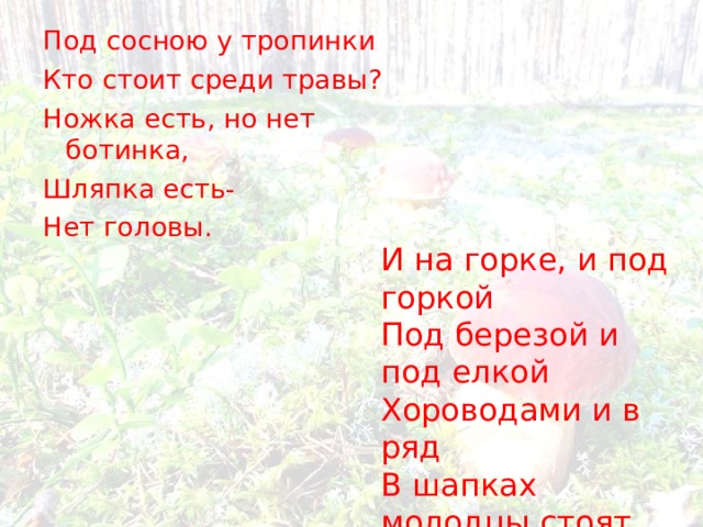 Под сосною у тропинки Кто стоит среди травы? Ножка есть, но нет ботинка, Шляпка есть- Нет головы. И на горке, и под горкой Под березой и под елкой Хороводами и в ряд В шапках молодцы стоят 