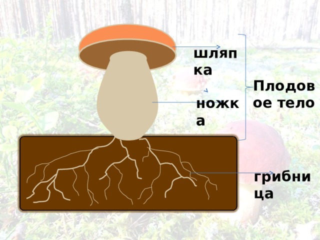 шляпка Плодовое тело ножка грибница 