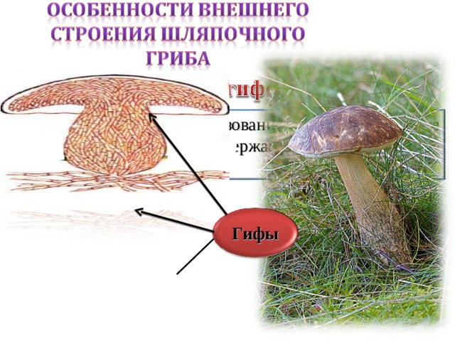 Гифы — нитевидное образование у грибов, состоящее из многих клеток или содержащее множество ядер . Гифы 