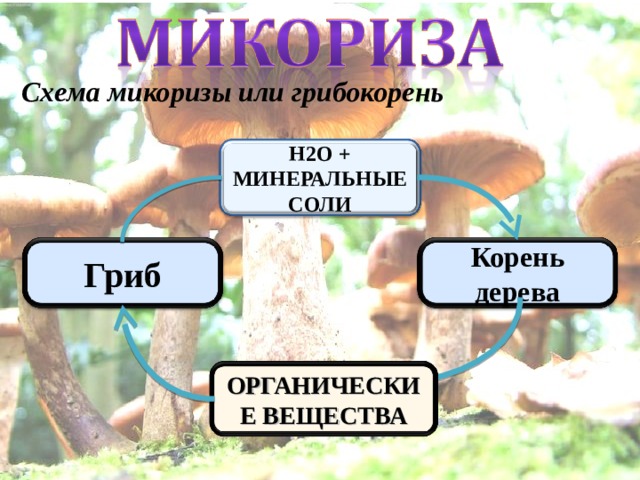 Схема микоризы или грибокорень Н2О + МИНЕРАЛЬНЫЕ СОЛИ Корень дерева Гриб ОРГАНИЧЕСКИЕ ВЕЩЕСТВА 