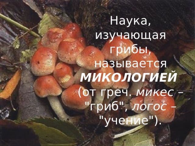 Наука, изучающая грибы, называется МИКОЛОГИЕЙ  (от греч. микес  – 