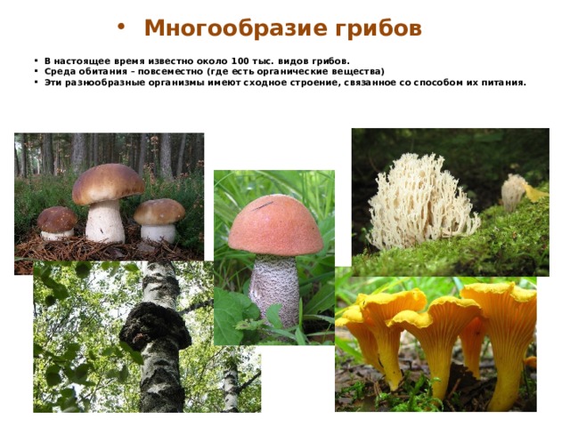 Многообразие грибов В настоящее время известно около 100 тыс. видов грибов. Среда обитания – повсеместно (где есть органические вещества) Эти разнообразные организмы имеют сходное строение, связанное со способом их питания. 