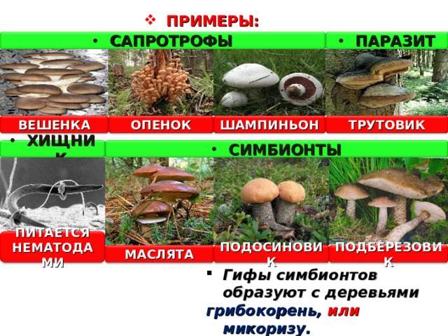 ПРИМЕРЫ: САПРОТРОФЫ ПАРАЗИТ ТРУТОВИК ШАМПИНЬОН ВЕШЕНКА ОПЕНОК ХИЩНИК СИМБИОНТЫ ПИТАЕТСЯ НЕМАТОДАМИ МАСЛЯТА ПОДОСИНОВИК ПОДБЕРЕЗОВИК Гифы симбионтов образуют с деревьями грибокорень, или микоризу. 