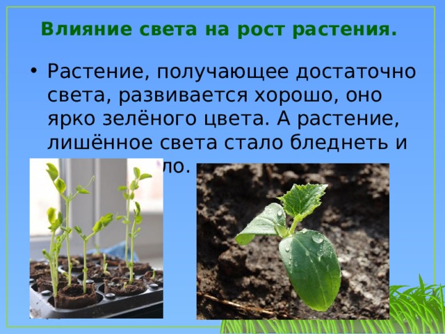Влияние условий на развитие растений. Рост растений. Необходимые условия для растений. Условия жизни растений. Влияние на рост растений.