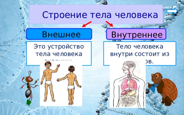 Общее строение организма