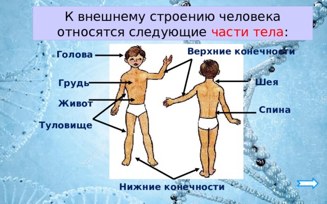 Человек относится к организмам