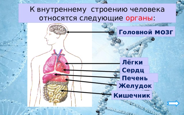 Строение человека фото с описанием