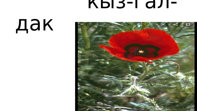  кыз-гал-дак 