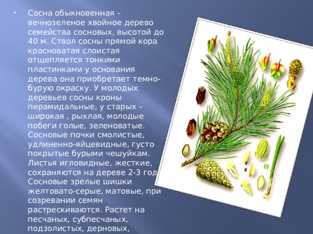 Сосна обыкновенная – вечнозеленое хвойное дерево семейства сосновых, высотой до 40 м. Ствол сосны прямой кора красноватая слоистая отщепляется тонкими пластинками у основания дерева она приобретает темно-бурую окраску. У молодых деревьев сосны кроны пирамидальные, у старых – широкая , рыхлая, молодые побеги голые, зеленоватые. Сосновые почки смолистые, удлиненно-яйцевидные, густо покрытые бурыми чешуйкам. Листья игловидные, жесткие, сохраняются на дереве 2-3 года. Сосновые зрелые шишки желтовато-серые, матовые, при созревании семян растрескиваются. Растет на песчаных, субпесчаных, подзолистых, дерновых, глеевых и торфяно-болотных почвах. Живет до 350-400 лет. С лечебной целью используют живицу, нераскрытые весенние почки, хвою, ветки, корни. 