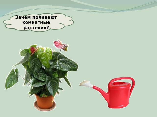 Правильный полив растений. Почему растения не рекомендуется поливать холодной водой кратко. Зачем поливать цветы водой. Зачем поливать цветы водой. Как правильно поливать комнатные растения.