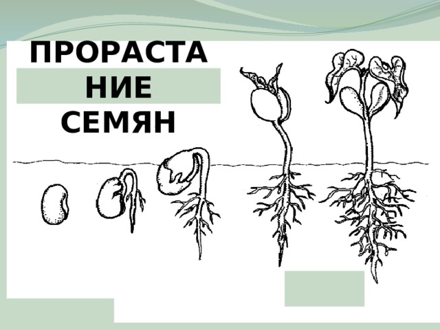 Как живут растения презентация 1 класс школа россии презентация