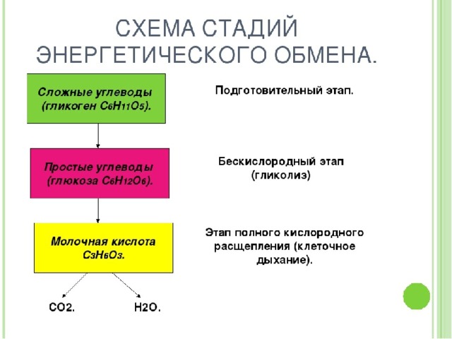 Презентация энергетический обмен в клетке 10 класс