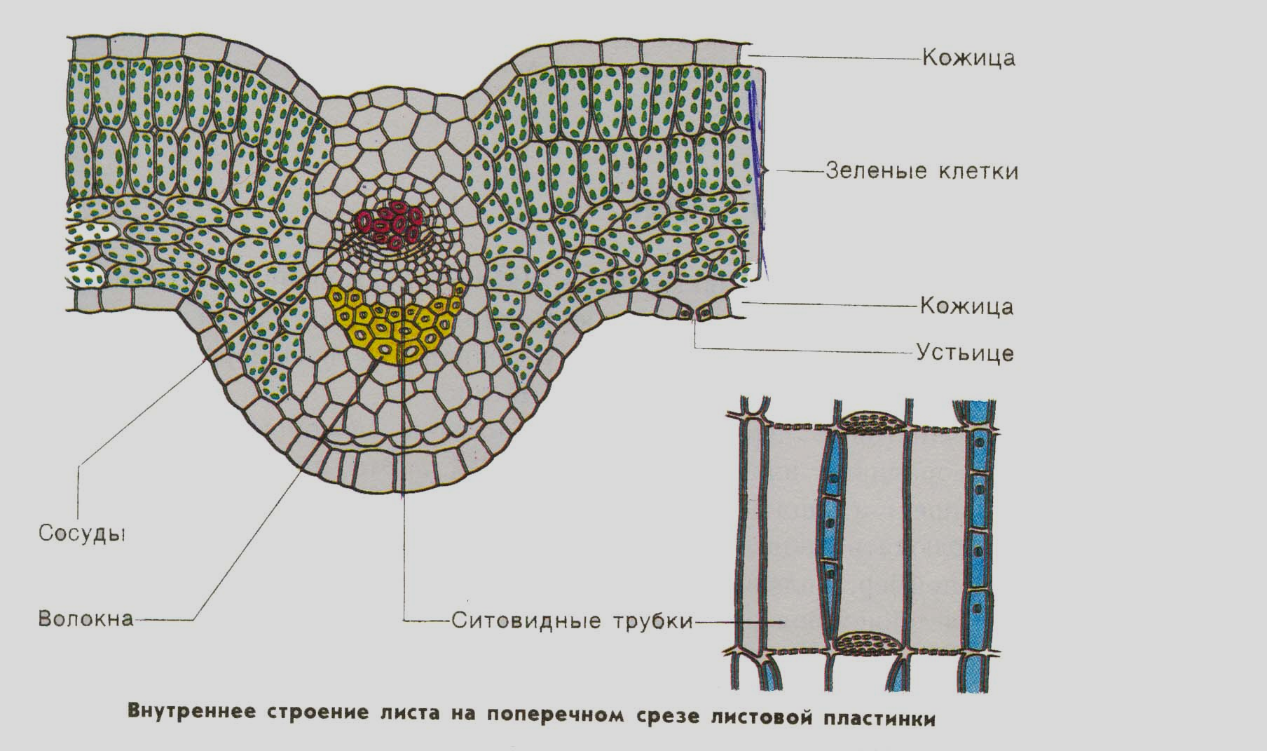 Лабораторная по биологии 6 класс ткани. Биология внутреннее строение листа поперечный срез. Ткани растений поперечный срез листа биология 6. Внутреннее строение листа поперечный срез. Поперечный срез листа 6 класс биология.