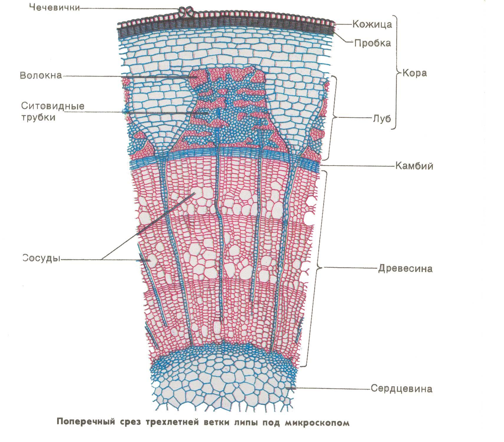 Продольный срез корня рисунок