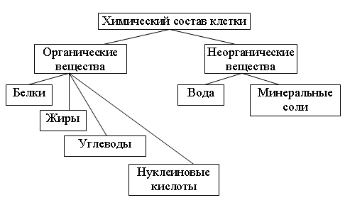 Состав клетки схема