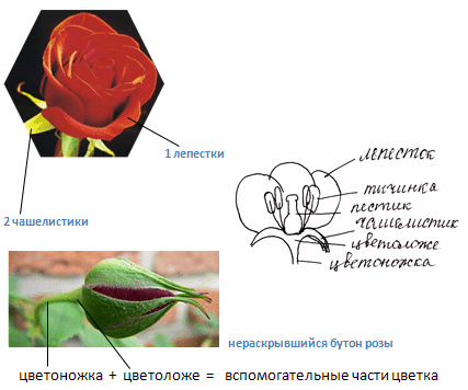 Какие цветки у розы