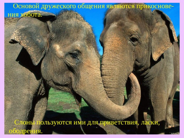 "Где живут слоны?"