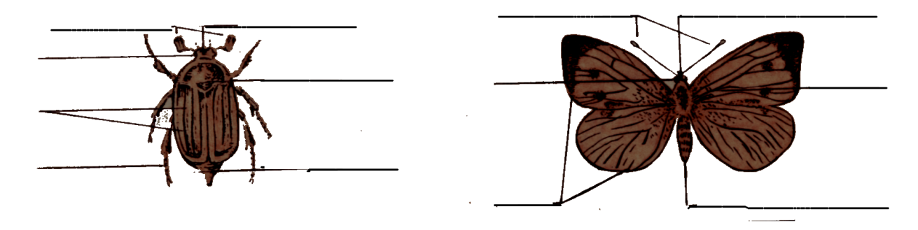 Рассмотрите рисунок подпишите названия частей тела жука обозначенных цифрами