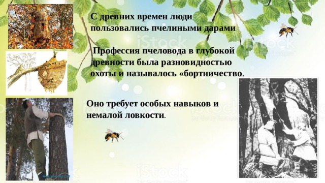С древних времен люди пользовались пчелиными дарами  Профессия пчеловода в глубокой древности была разновидностью охоты и называлось «бортничество . Оно требует особых навыков и немалой ловкости .   