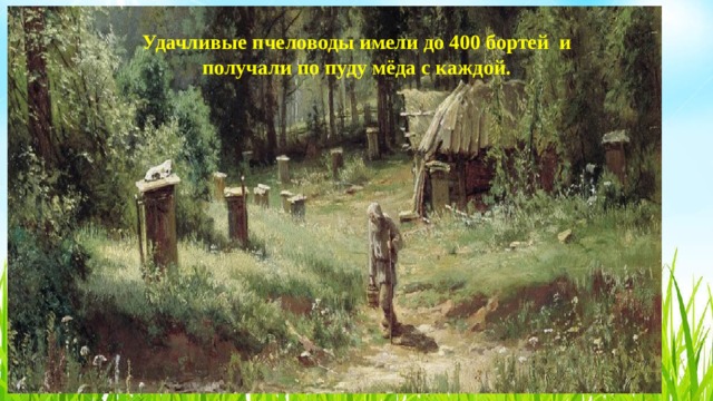 Удачливые пчеловоды имели до 400 бортей  и получали по пуду мёда с каждой. 