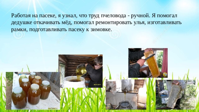 Работая на пасеке, я узнал, что труд пчеловода - ручной. Я помогал дедушке откачивать мёд, помогал ремонтировать улья, изготавливать рамки, подготавливать пасеку к зимовке.  