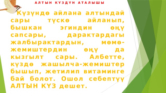 АЛТЫН КҮЗДҮН АТАЛЫШЫ  Күзүндө айлана алтындай сары түскө айланып, бышкан эгиндин өңү сапсары, дарактардагы жалбырактардын, мөмө-жемиштердин өңү да кызгылт сары. Албетте, күздө жашылча-жемиштер бышып, жетилип витаминге бай болот. Ошол себептүү АЛТЫН КҮЗ дешет. 