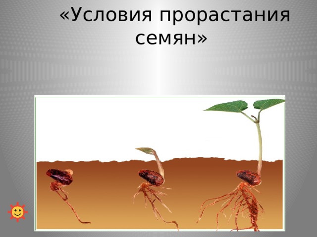  «Условия прорастания семян» 