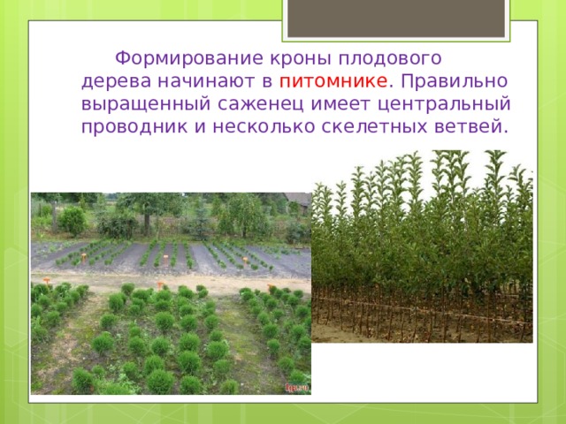   Формирование кроны плодового дерева начинают в питомнике . Правильно выращенный саженец имеет центральный проводник и несколько скелетных ветвей.   
