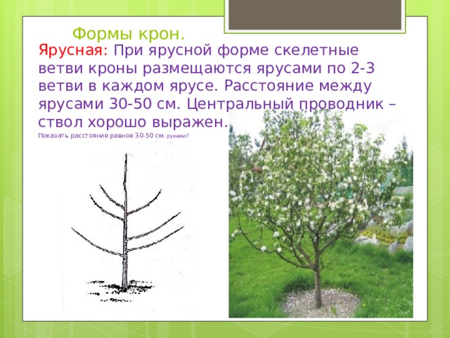  Формы крон. Ярусная:  При ярусной форме скелетные ветви кроны размещаются ярусами по 2-3 ветви в каждом ярусе. Расстояние между ярусами 30-50 см. Центральный проводник – ствол хорошо выражен. Показать расстояние равное 30-50 см . руками? 