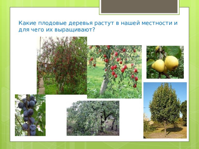 Какие плодовые деревья растут в нашей местности и для чего их выращивают? 