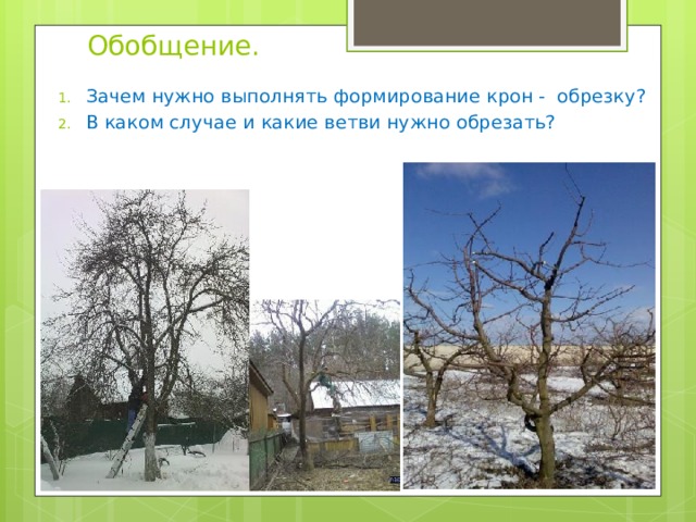  Обобщение. Зачем нужно выполнять формирование крон - обрезку? В каком случае и какие ветви нужно обрезать? 