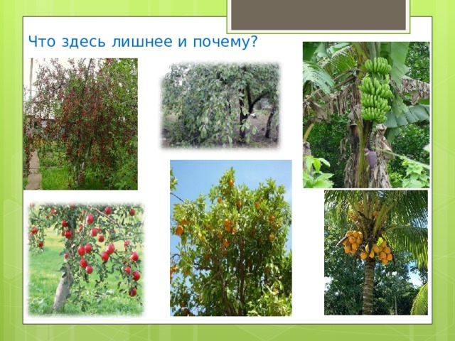 Что здесь лишнее и почему? 