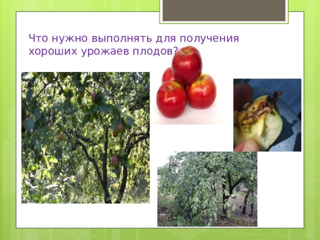 Что нужно выполнять для получения хороших урожаев плодов? 