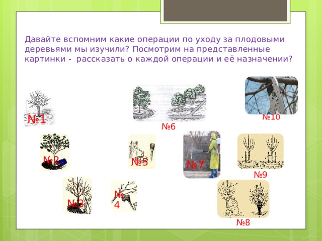 Давайте вспомним какие операции по уходу за плодовыми деревьями мы изучили? Посмотрим на представленные картинки - рассказать о каждой операции и её назначении? № 1 № 10 № 6 № 5 № 2 № 7 № 9 № 4 № 3 № 8 