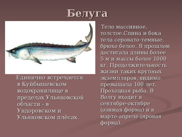 Объясните слова осетр. Осетр Белуга. Белуга рыба красная книга. Азовская Белуга красная книга. Белуга описание рыбы.