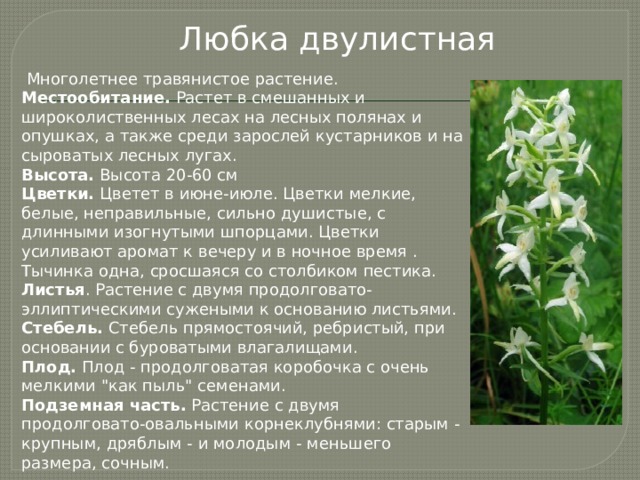 Любка двулистная картинки