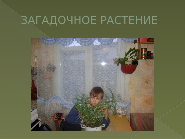 ЗАГАДОЧНОЕ РАСТЕНИЕ 
