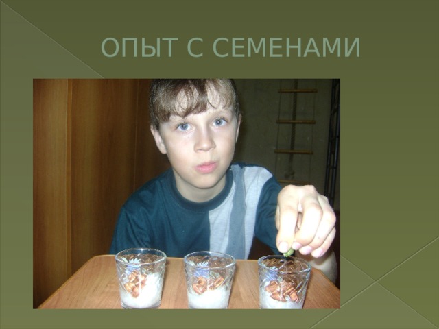ОПЫТ С СЕМЕНАМИ 
