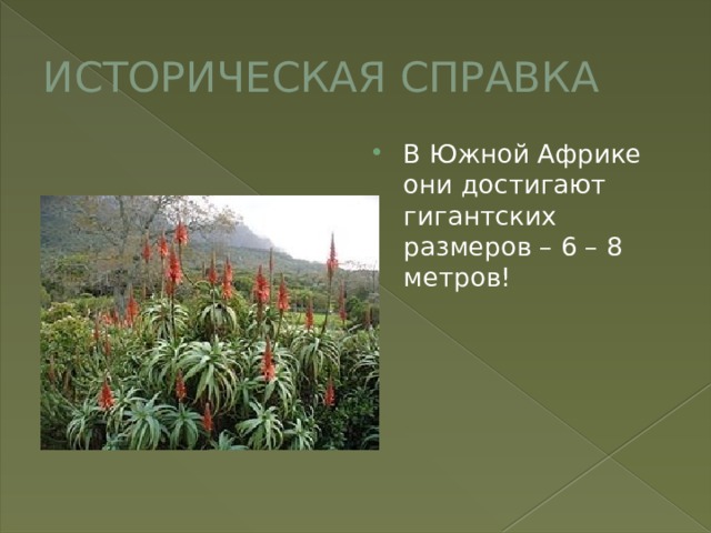 ИСТОРИЧЕСКАЯ СПРАВКА В Южной Африке они достигают гигантских размеров – 6 – 8 метров! 