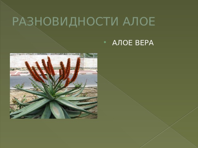 РАЗНОВИДНОСТИ АЛОЕ АЛОЕ ВЕРА 