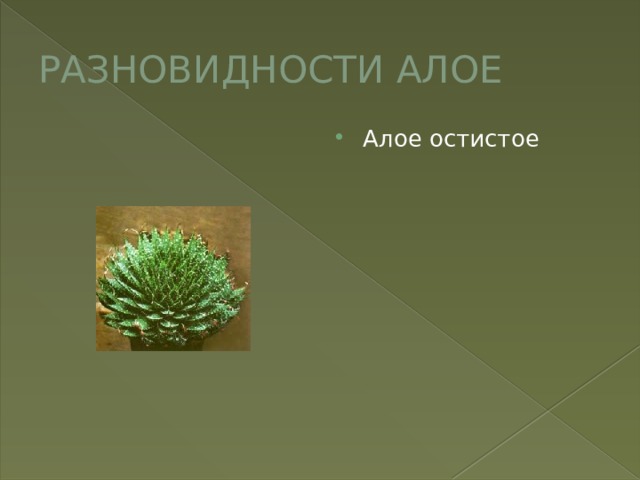 РАЗНОВИДНОСТИ АЛОЕ Алое остистое 