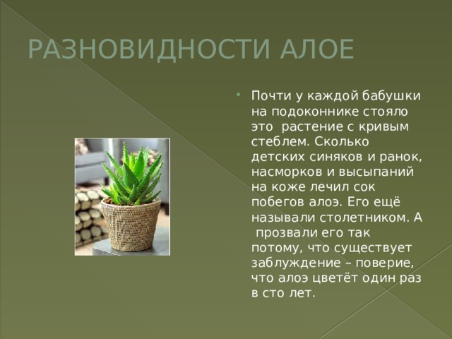 РАЗНОВИДНОСТИ АЛОЕ Почти у каждой бабушки на подоконнике стояло это растение с кривым стеблем. Сколько детских синяков и ранок, насморков и высыпаний на коже лечил сок побегов алоэ. Его ещё называли столетником. А прозвали его так потому, что существует заблуждение – поверие, что алоэ цветёт один раз в сто лет. 