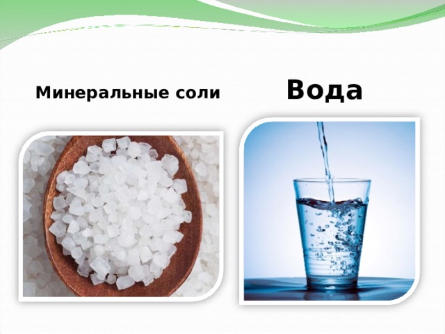 Вода и Минеральные соли. Проводящие элементы воды и минеральных солей