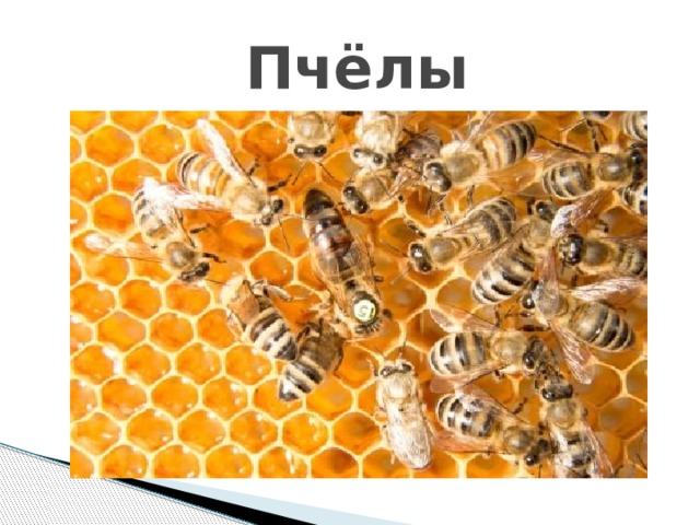  Пчёлы 