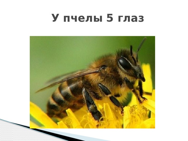  У пчелы 5 глаз 