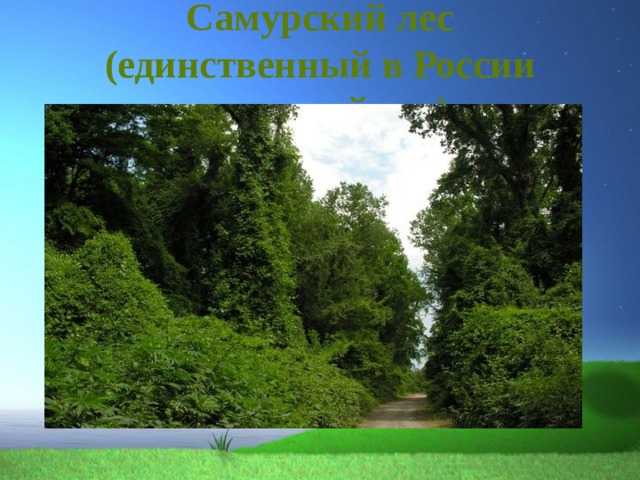 Заповедники и заказники дагестана презентация