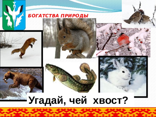 БОГАТСТВА ПРИРОДЫ Угадай, чей хвост?