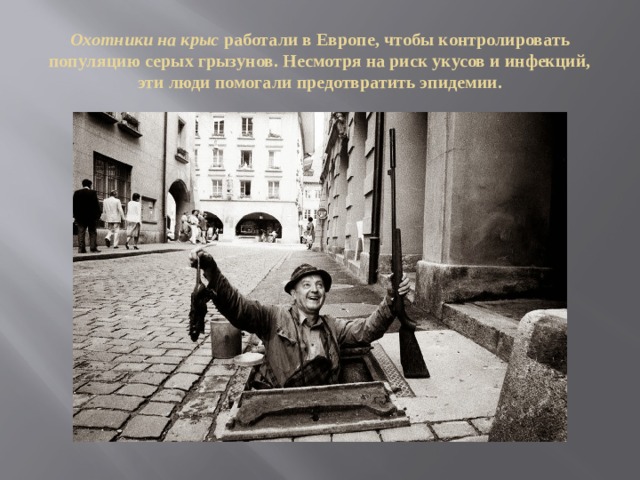 Охотники на крыс работали в Европе, чтобы контролировать популяцию серых грызунов. Несмотря на риск укусов и инфекций, эти люди помогали предотвратить эпидемии. 