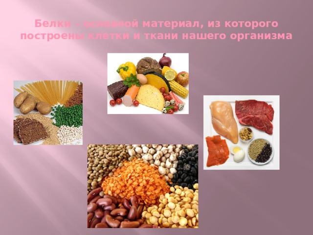 Белки – основной материал, из которого построены клетки и ткани нашего организма 