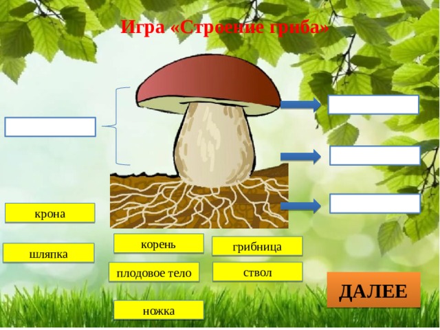 Плодовое тело гриба на дереве